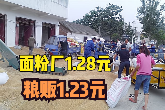 小麦卖给谁更划算？面粉厂1.28元与粮贩1.23元的抉择